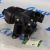 Фильтр воздушный Range Rover L405 Range Rover Sport L494 V3.0SC 5.0SC 3.0TD 4.4TD LR011593